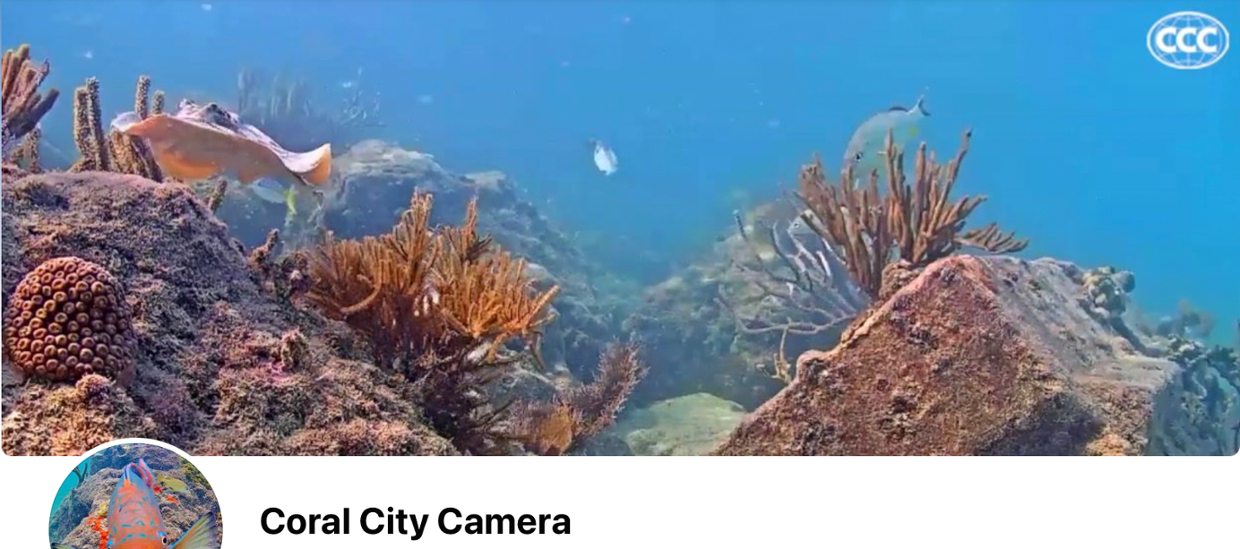 photograph of underwater scene with coral rock and tropical fish