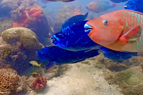 image of fish swimming near coral rock. Fish are pink and blue 