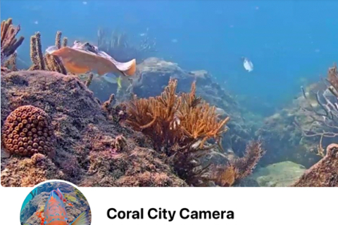 photograph of underwater scene with coral rock and tropical fish